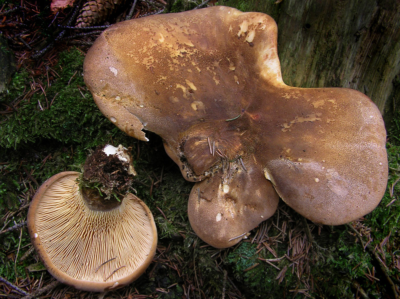 Tapinella atrotomentosa